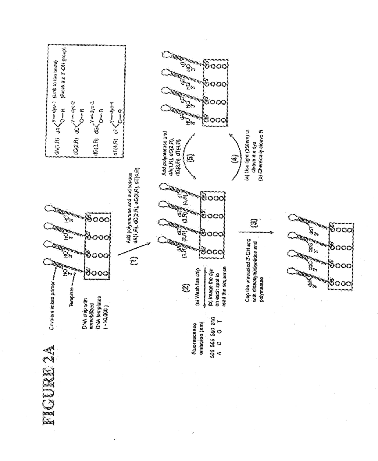 Massive parallel method for decoding DNA and RNA