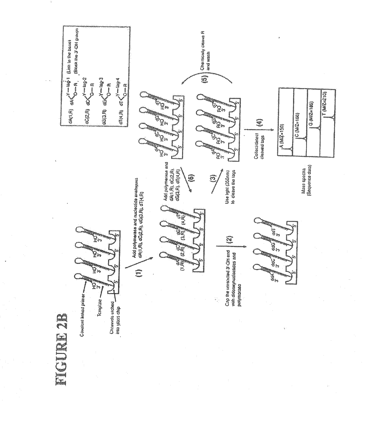 Massive parallel method for decoding DNA and RNA