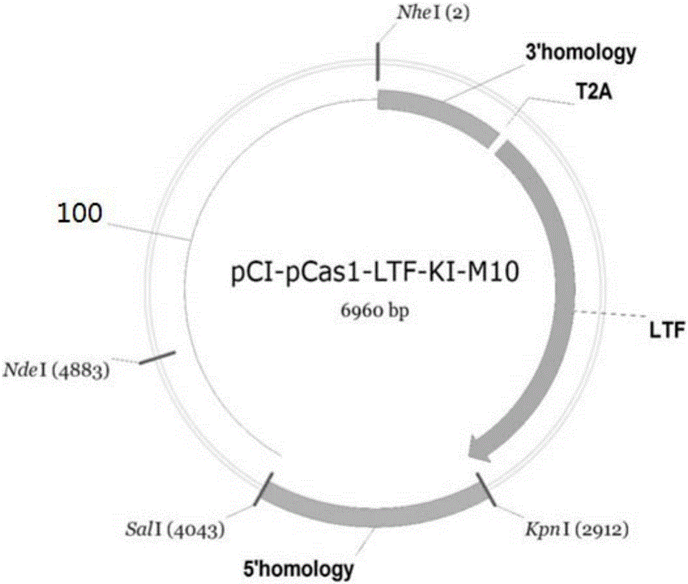 Site-directed knock-in plasmid vector for porcine mammary gland-specific high-expression lactoferrin gene and application thereof