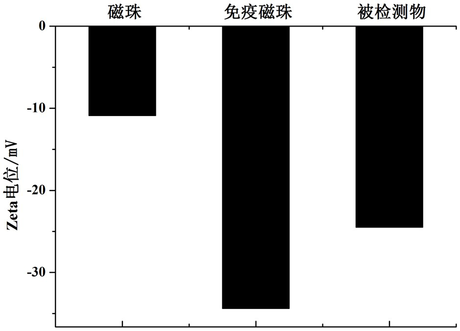 An immunomagnetic bead chromatography test strip and rapid detection method for detecting Cronobacter