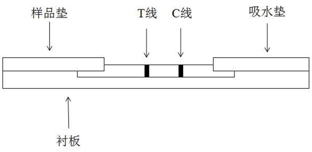 An immunomagnetic bead chromatography test strip and rapid detection method for detecting Cronobacter