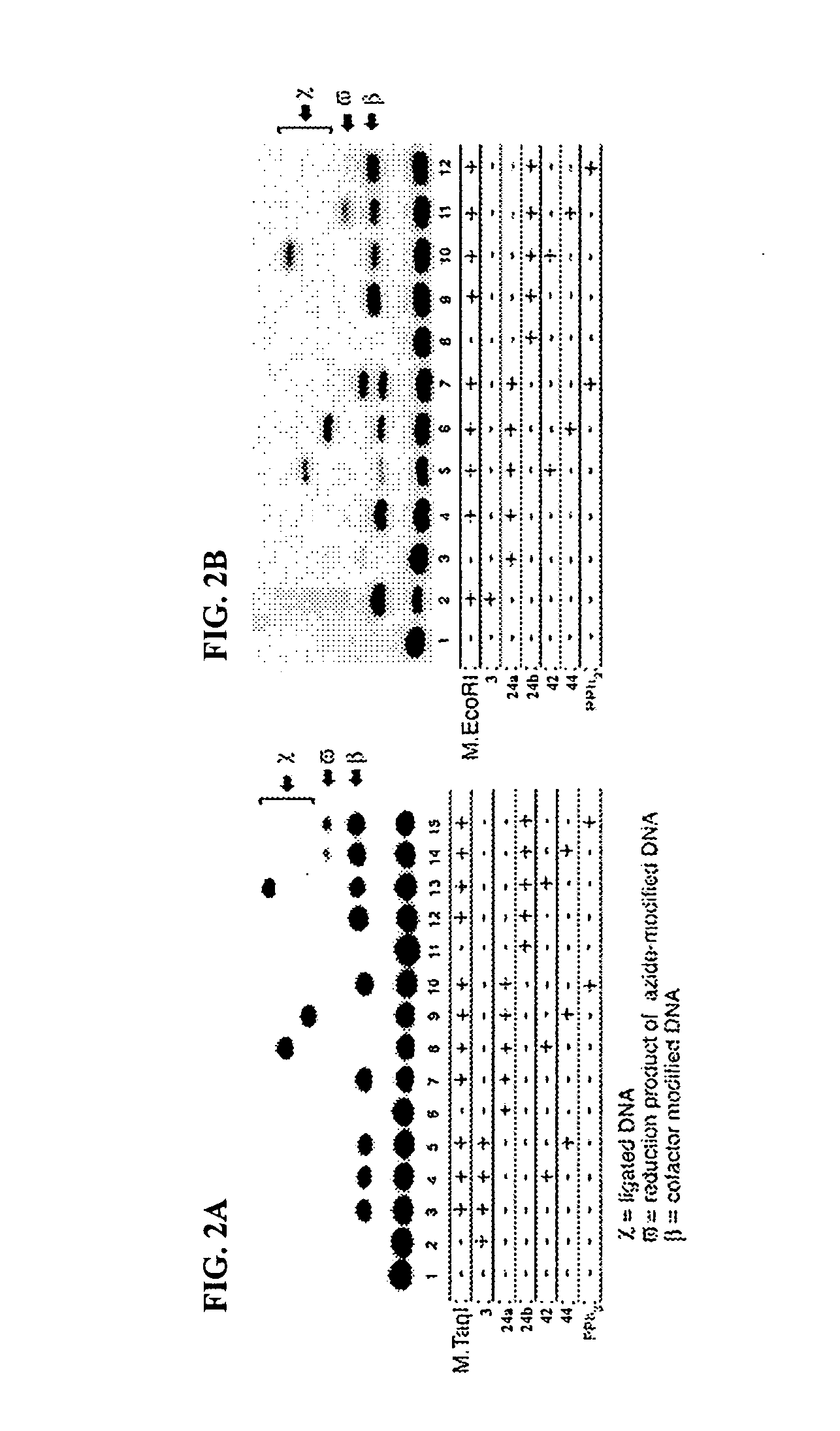 Synthetic cofactor analogs of S-adenosylmethionine as ligatable probes of biological methylation and methods for their use