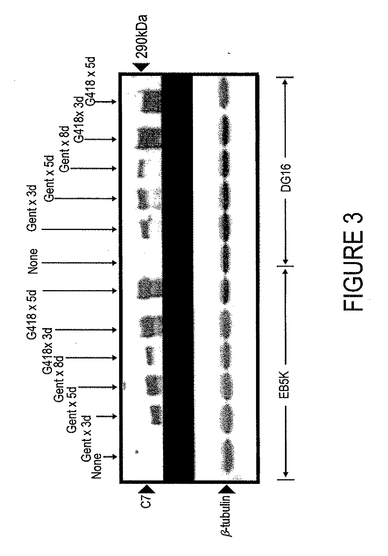 Methods and Agents for Enhancing Wound Healing