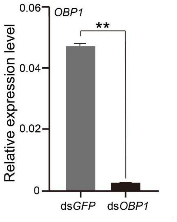 Application of knockout or silencing odorant binding protein gene 1 of aethina tumida to prevention and treatment of aethina tumida