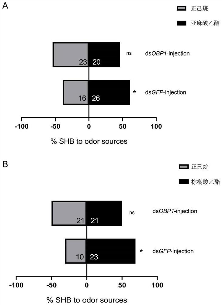 Application of knockout or silencing odorant binding protein gene 1 of aethina tumida to prevention and treatment of aethina tumida