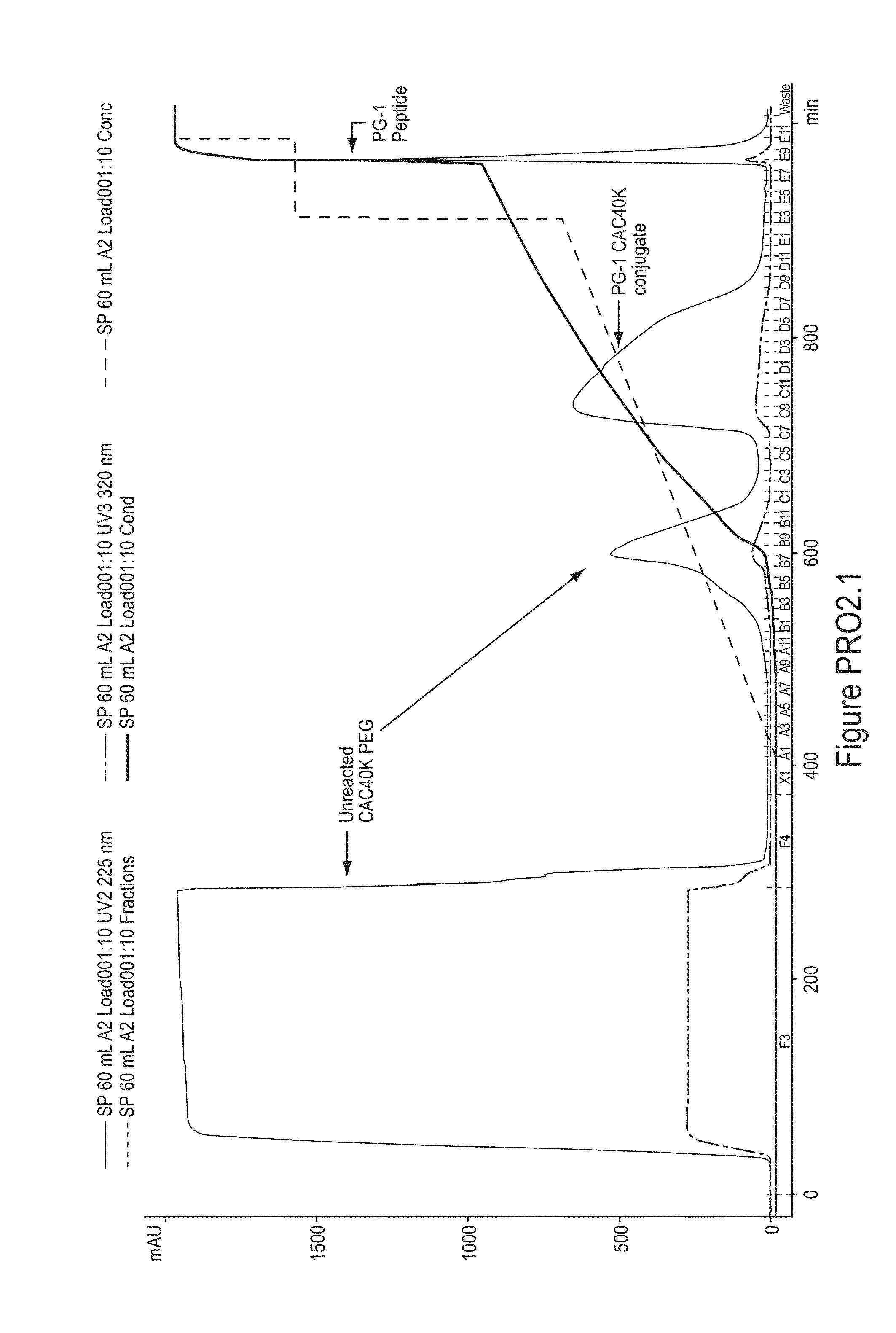 Polymer conjugates of protegrin peptides