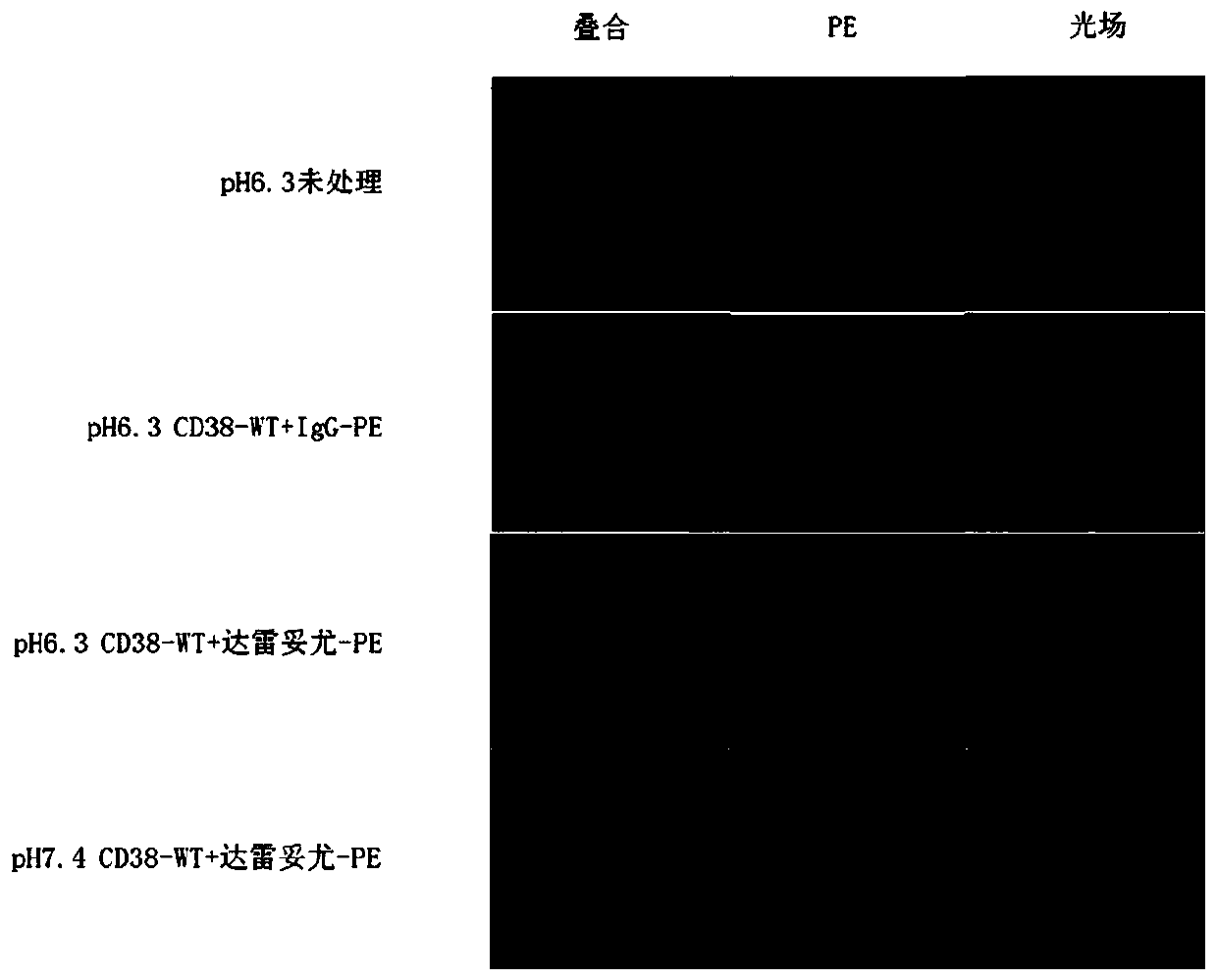 Tumor-targeted CD38-pH low insertion peptide (pHLIP) fusion peptide