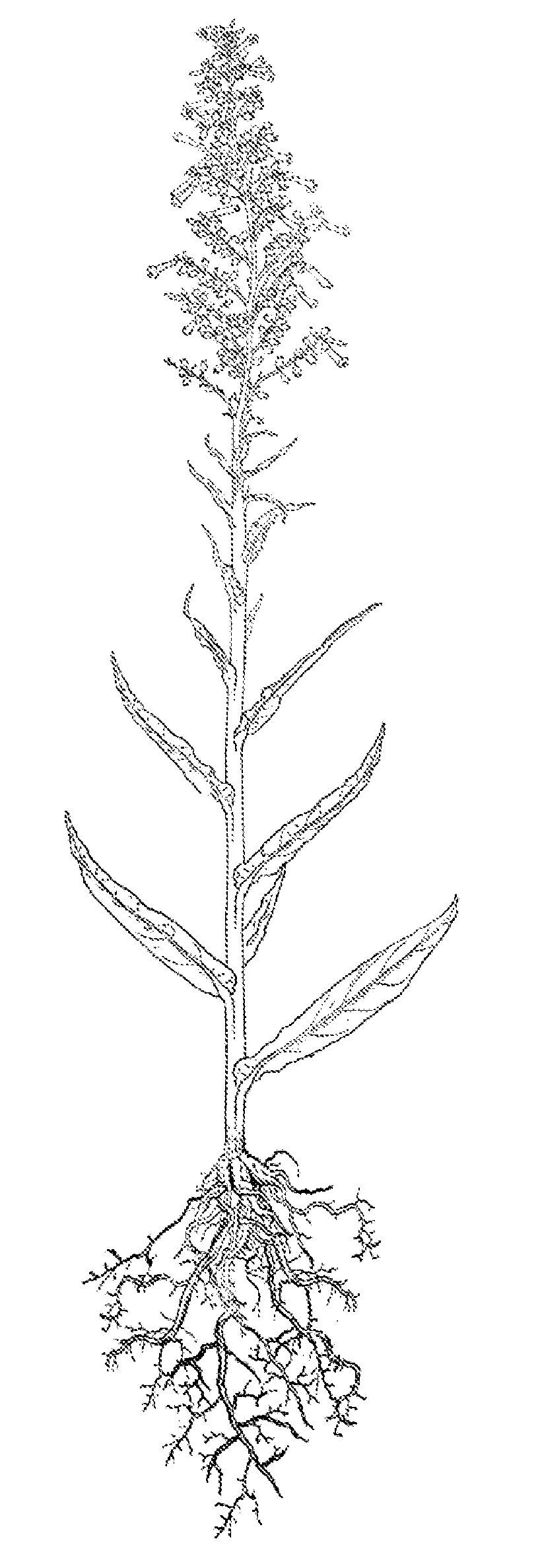 Mutagenized tobacco plant as seed culture for the production of oil for energetic, industrial and alimentary uses