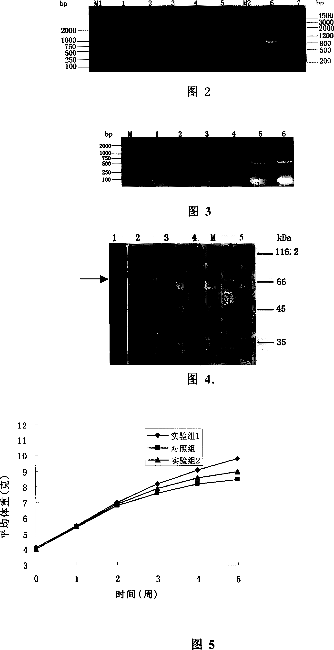 Prawn antiviral growth-promoting double-function engineering strain, construct method and application