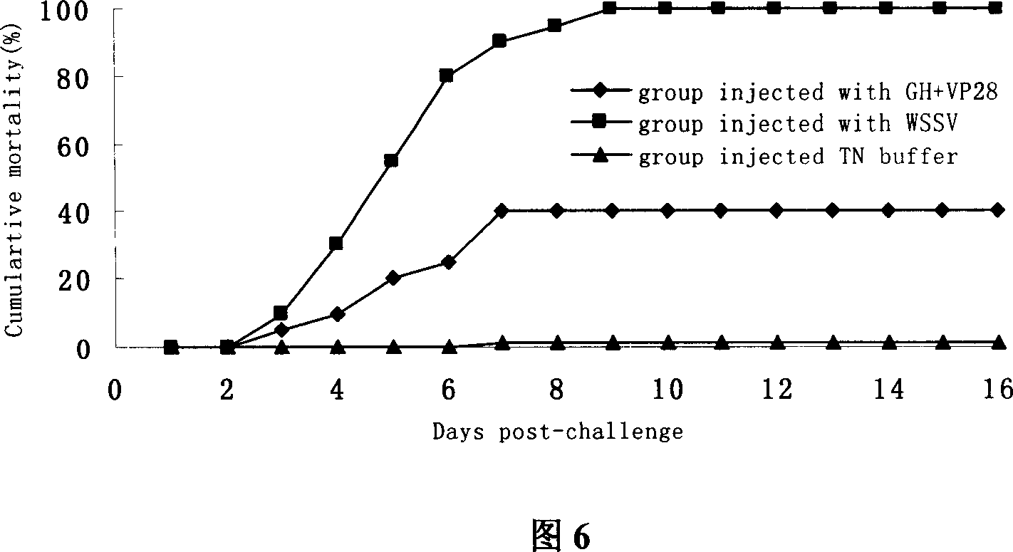 Prawn antiviral growth-promoting double-function engineering strain, construct method and application