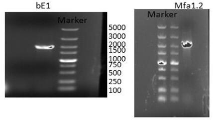 pSP107 plasmid as well as application and construction method thereof