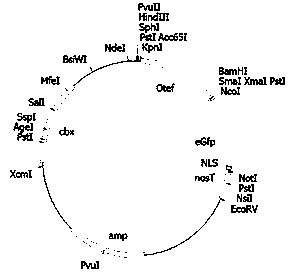 pSP107 plasmid as well as application and construction method thereof