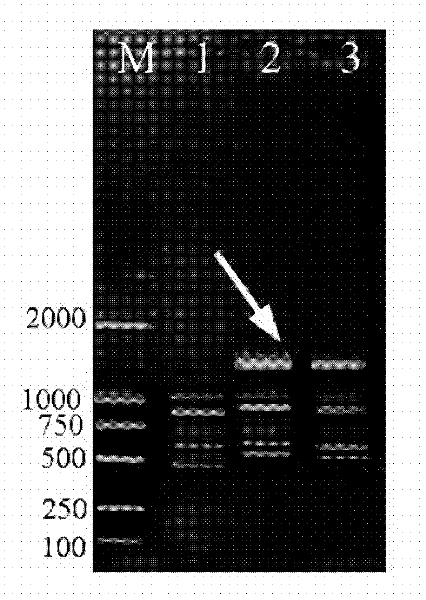 RAPD-SCAR839 label for identifying group E chromosome of thinopyrum elongatum and application of same