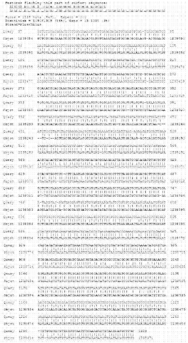 RAPD-SCAR839 label for identifying group E chromosome of thinopyrum elongatum and application of same