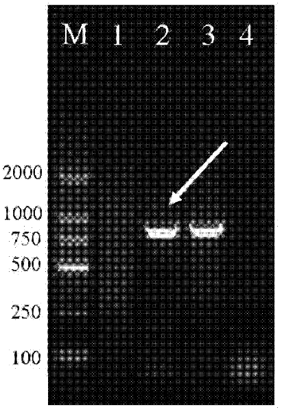 RAPD-SCAR839 label for identifying group E chromosome of thinopyrum elongatum and application of same