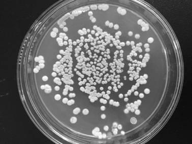 Streptomyces albus X-18 and method for producing epsilon-polylysine by using same