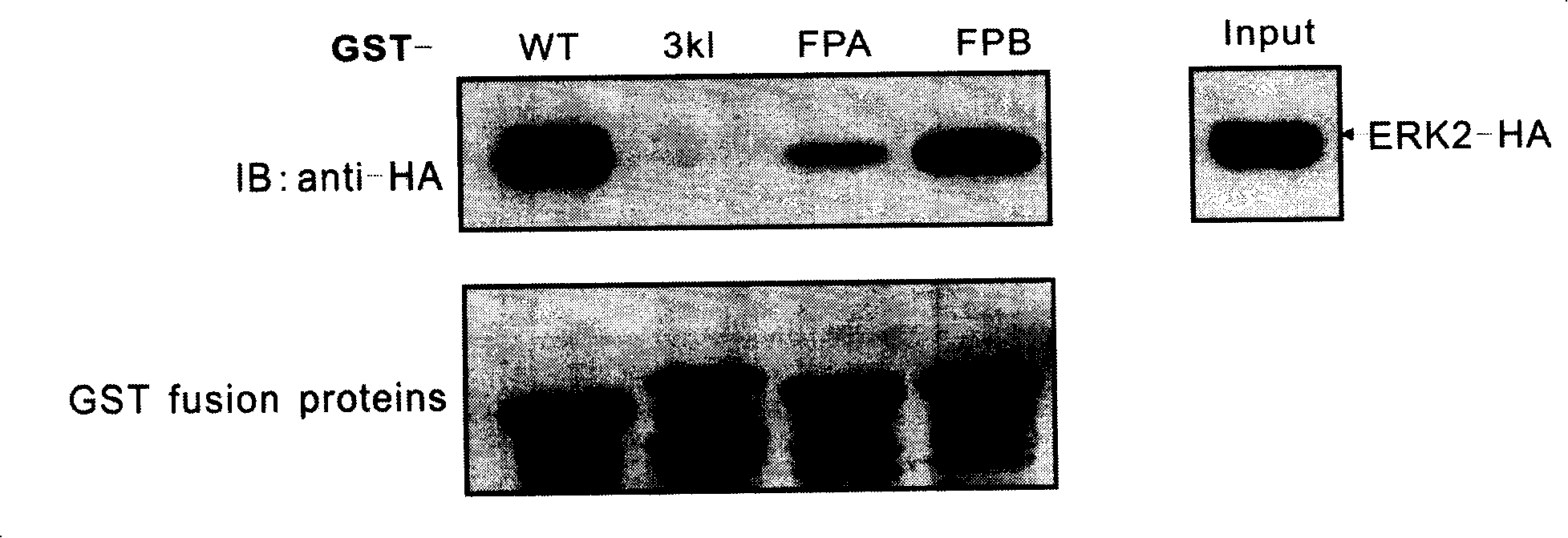 ERK2 combination polypeptide and preparation thereof