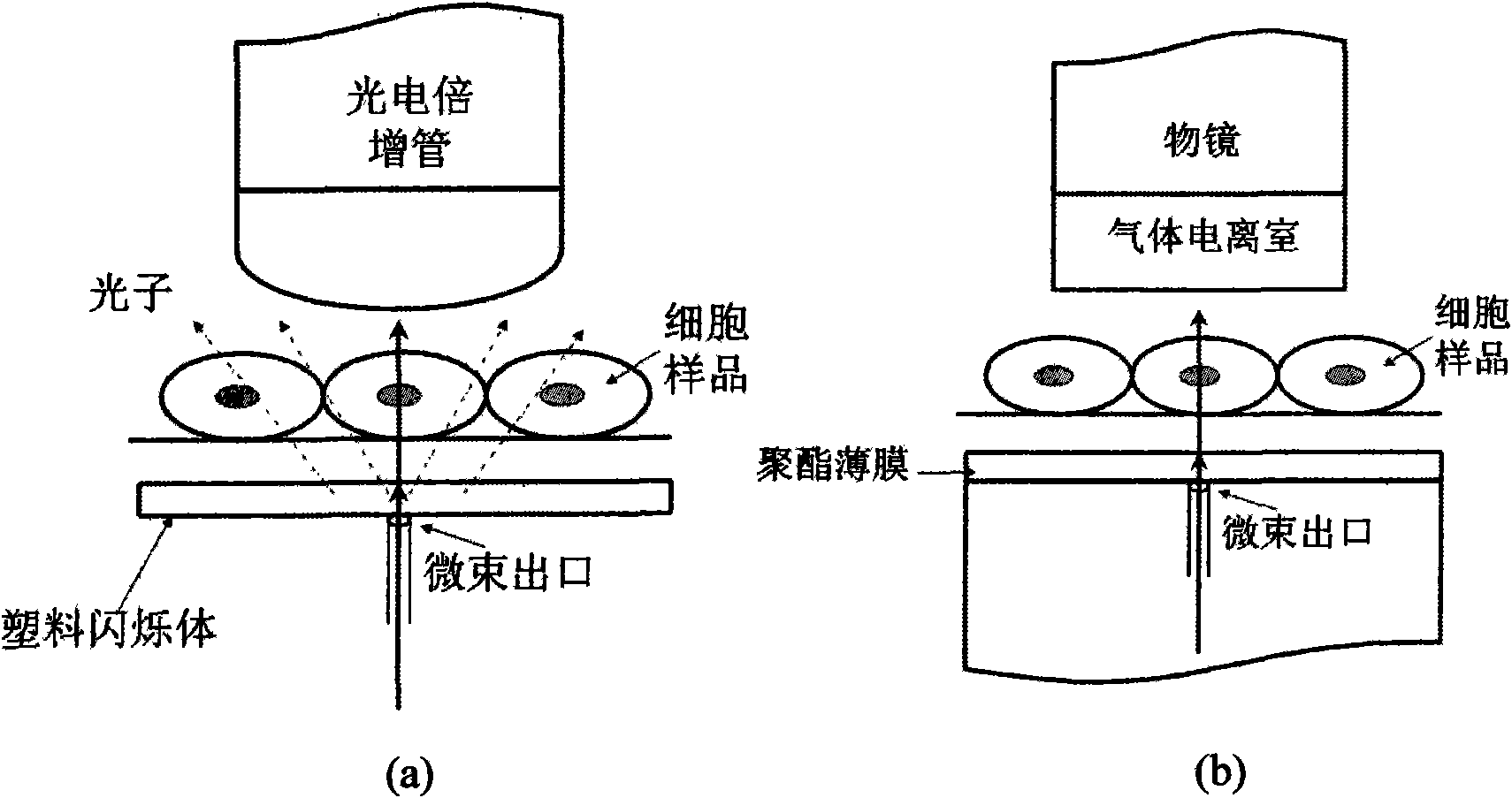 Novel ion detection system applied to single-ion microbeam device and based on spectroscope