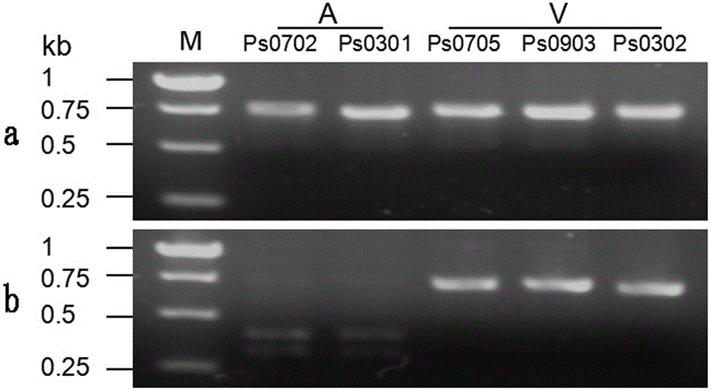 Molecular method for determining virulence of phytophthora sojae on disease-resistant gene Rps3a(Chapman)