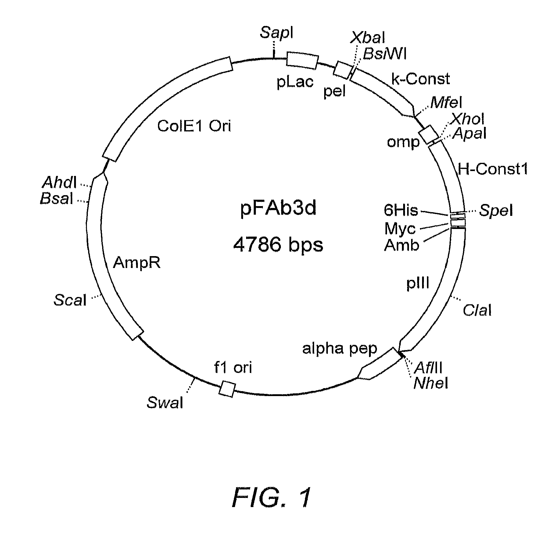 Antibody antagonists of interleukin-13 receptor α1