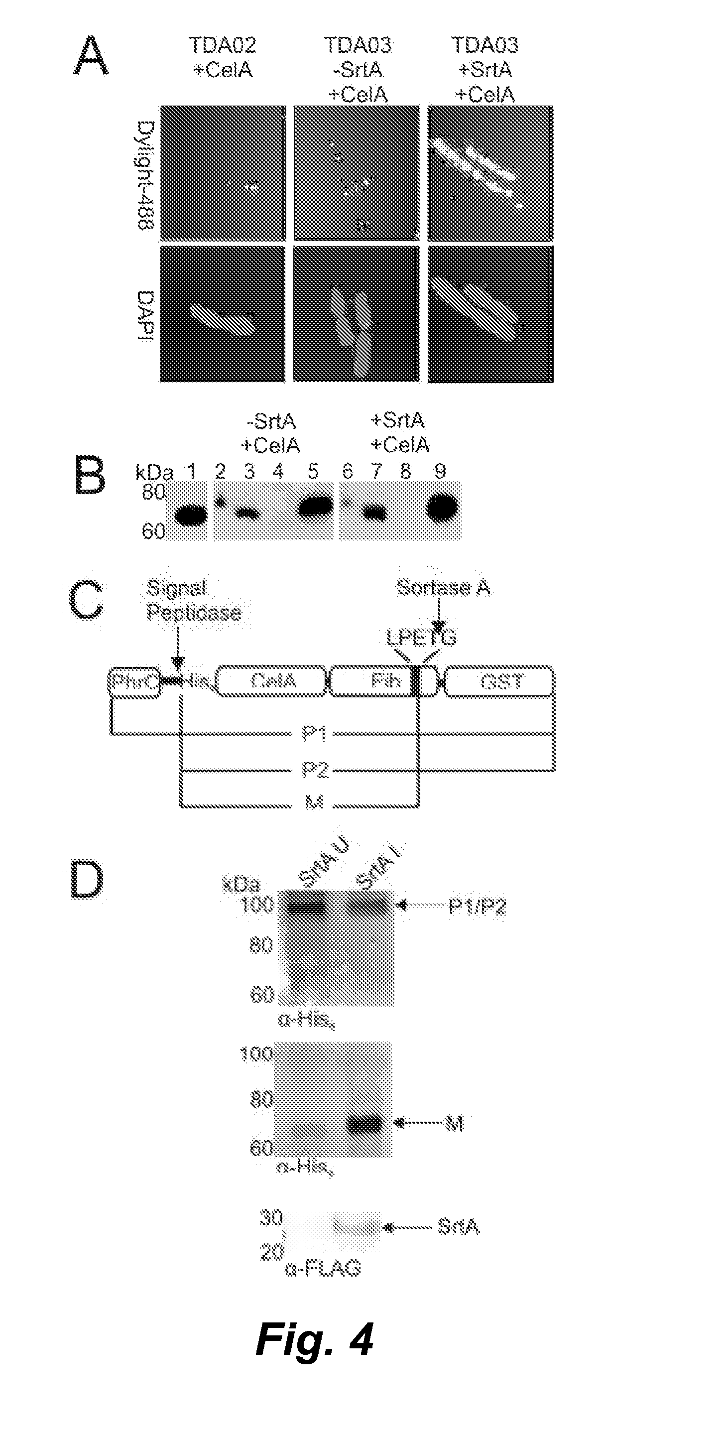 Surface display of cellulolytic enzymes and enzyme complexes on gram-positive microorganisms