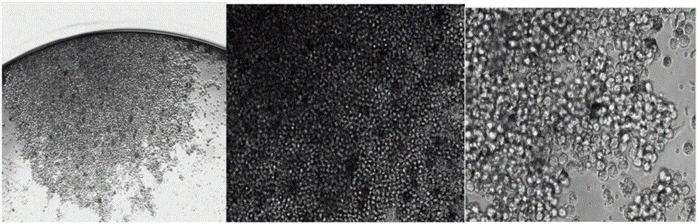 Monoclonal antibody for II type carp herpes virus ORF72 albumen and application thereof