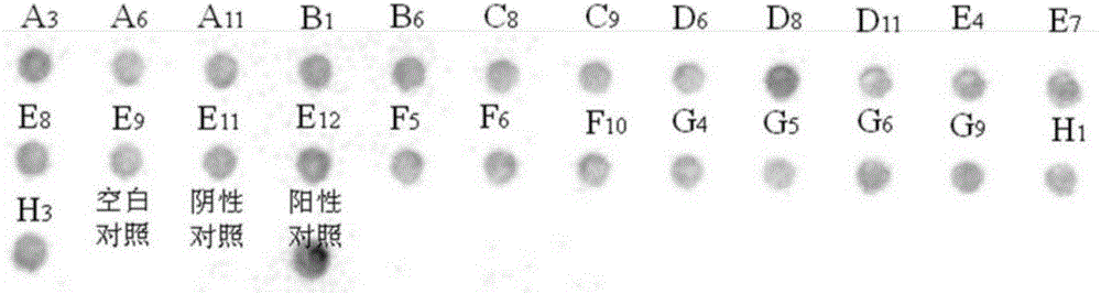 Monoclonal antibody for II type carp herpes virus ORF72 albumen and application thereof