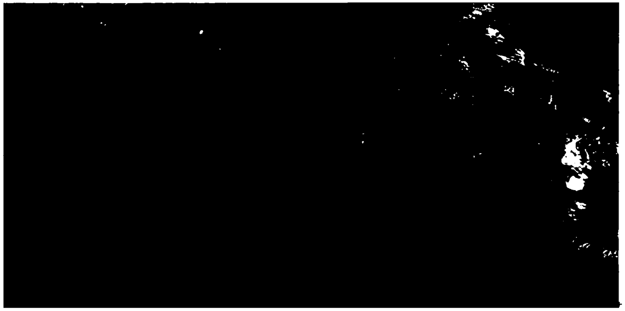 Application of sarcandra glabra endophyte RJ-1 in inhibiting phytopathogens