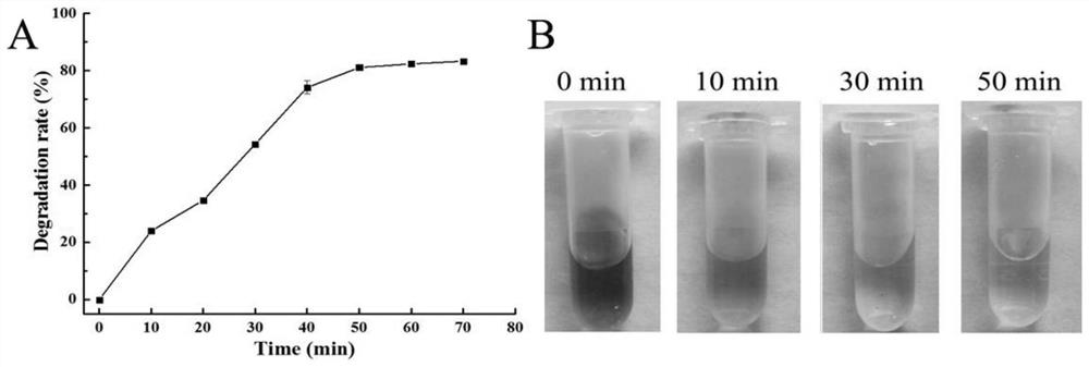 A kind of fungal laccase mutant pie5 and its expression strain and application