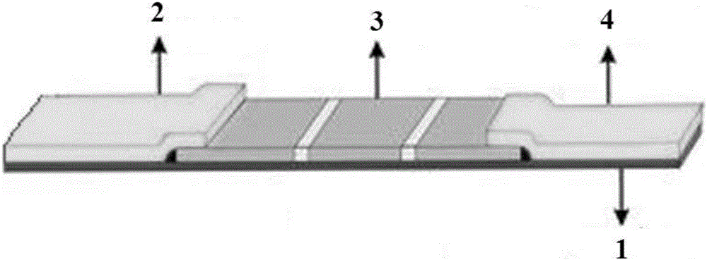 NT-proBNP fluorescence immunoassay reagent and preparing method thereof