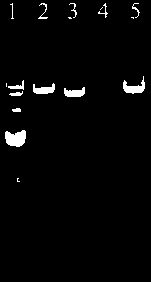 Conversion method for introducing shuttle plasmids into brevibacterium flavum (or corynebacterium glutamicum)