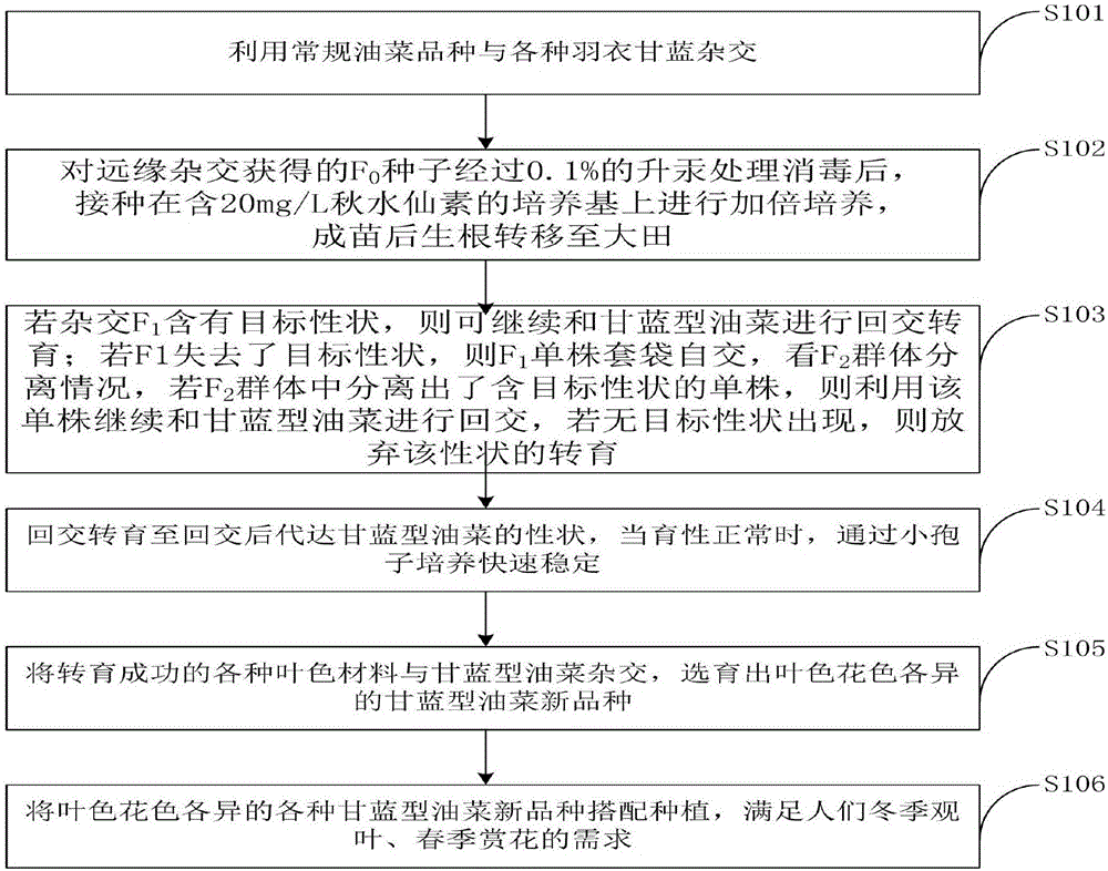 Method for culturing cabbage type rape with long ornamental period by collards