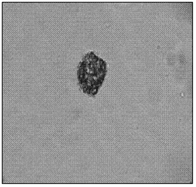 Method for isolating efficiently protoplast from switchgrass leaves