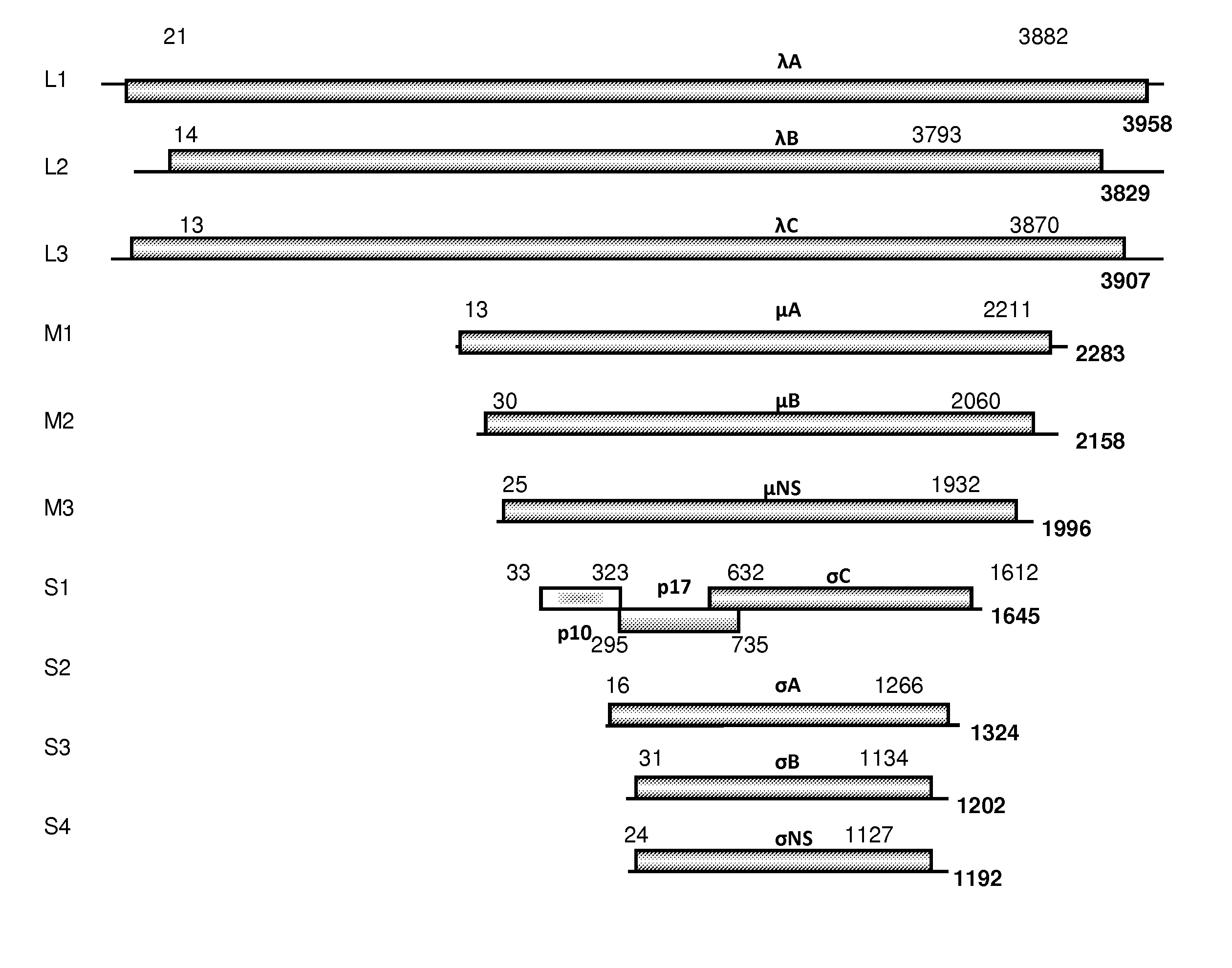 Avian reoviridae and vaccines thereof