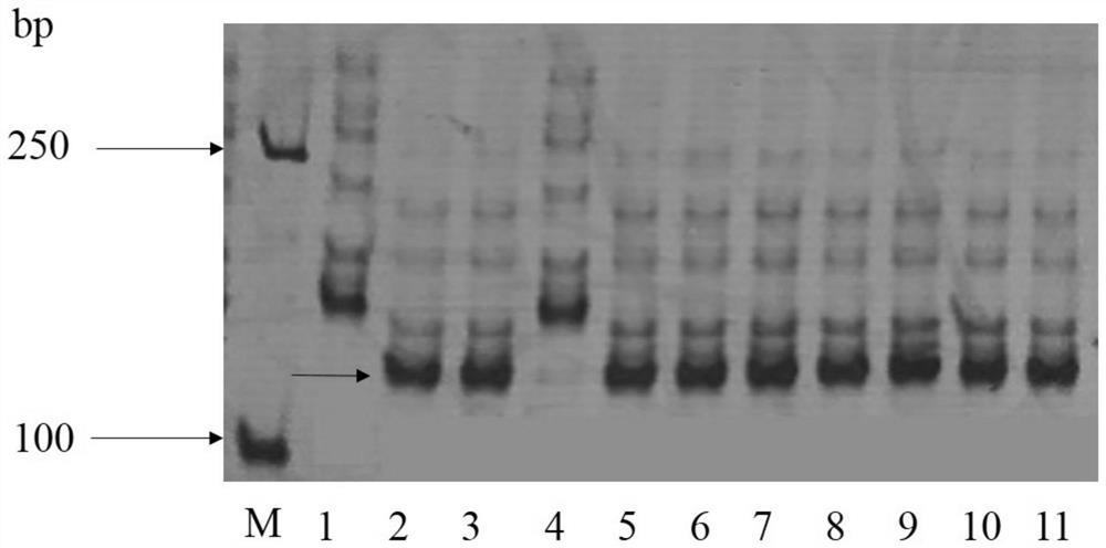 A breeding method for high-yield, disease-resistant and strong-gluten wheat in the middle and lower reaches of the Yangtze River