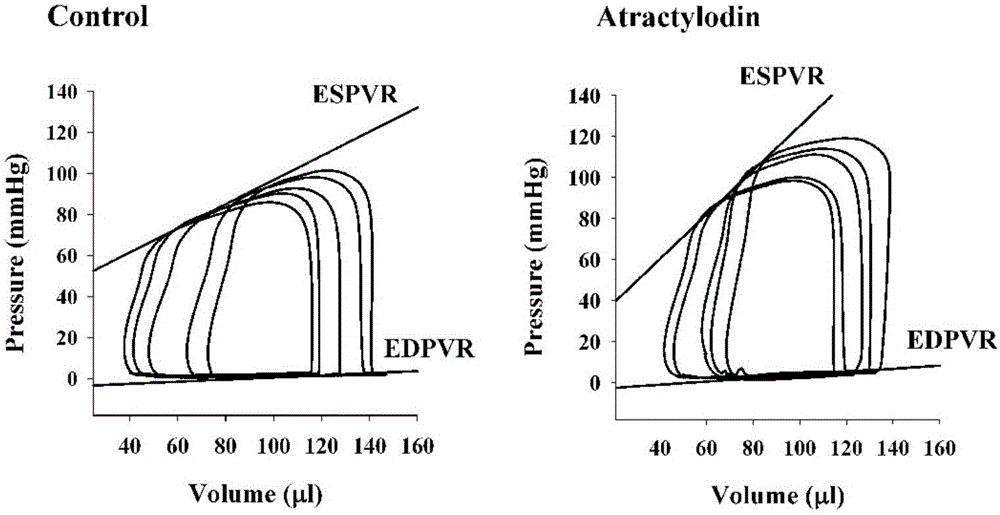 Application of atractylodin in pharmacy