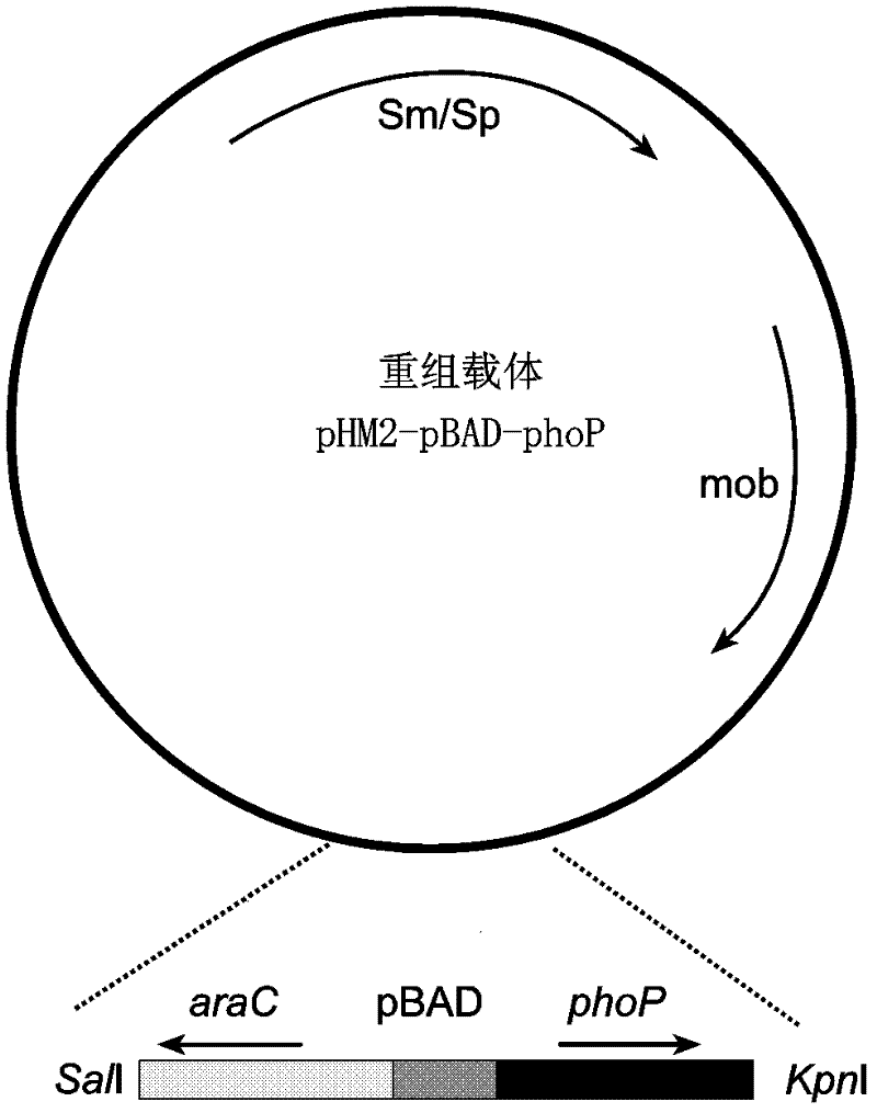 Bird rape xanthomonas essential gene and coded protein and application thereof