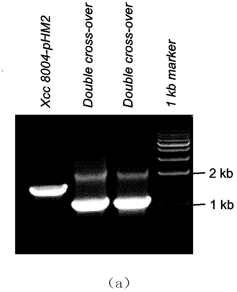 Bird rape xanthomonas essential gene and coded protein and application thereof