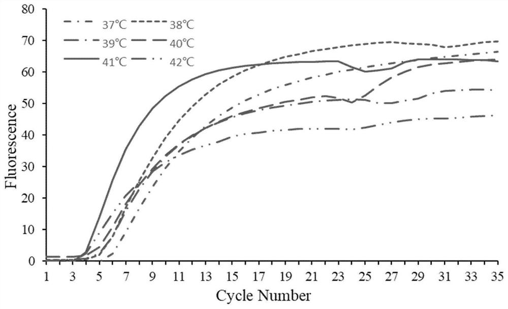 Method for rapidly detecting vibrio mimicus in clinical blood sample