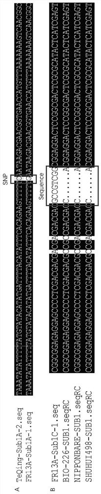 Codominant Molecular Marker and Application of Rice Sub1 Sub1 Submergence Tolerance Gene