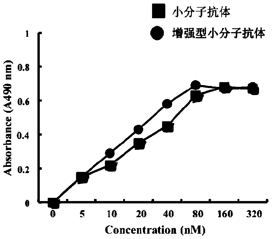 Construction and application of reinforced micromolecular antibody