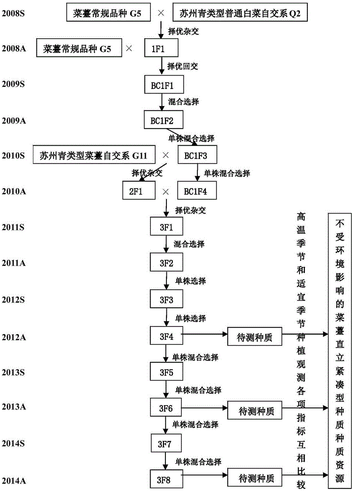 Environmental-impact-free method for creating upright and compact type germplasm resources of Chinese flowering cabbage