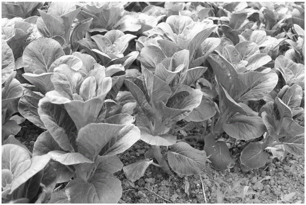 Environmental-impact-free method for creating upright and compact type germplasm resources of Chinese flowering cabbage