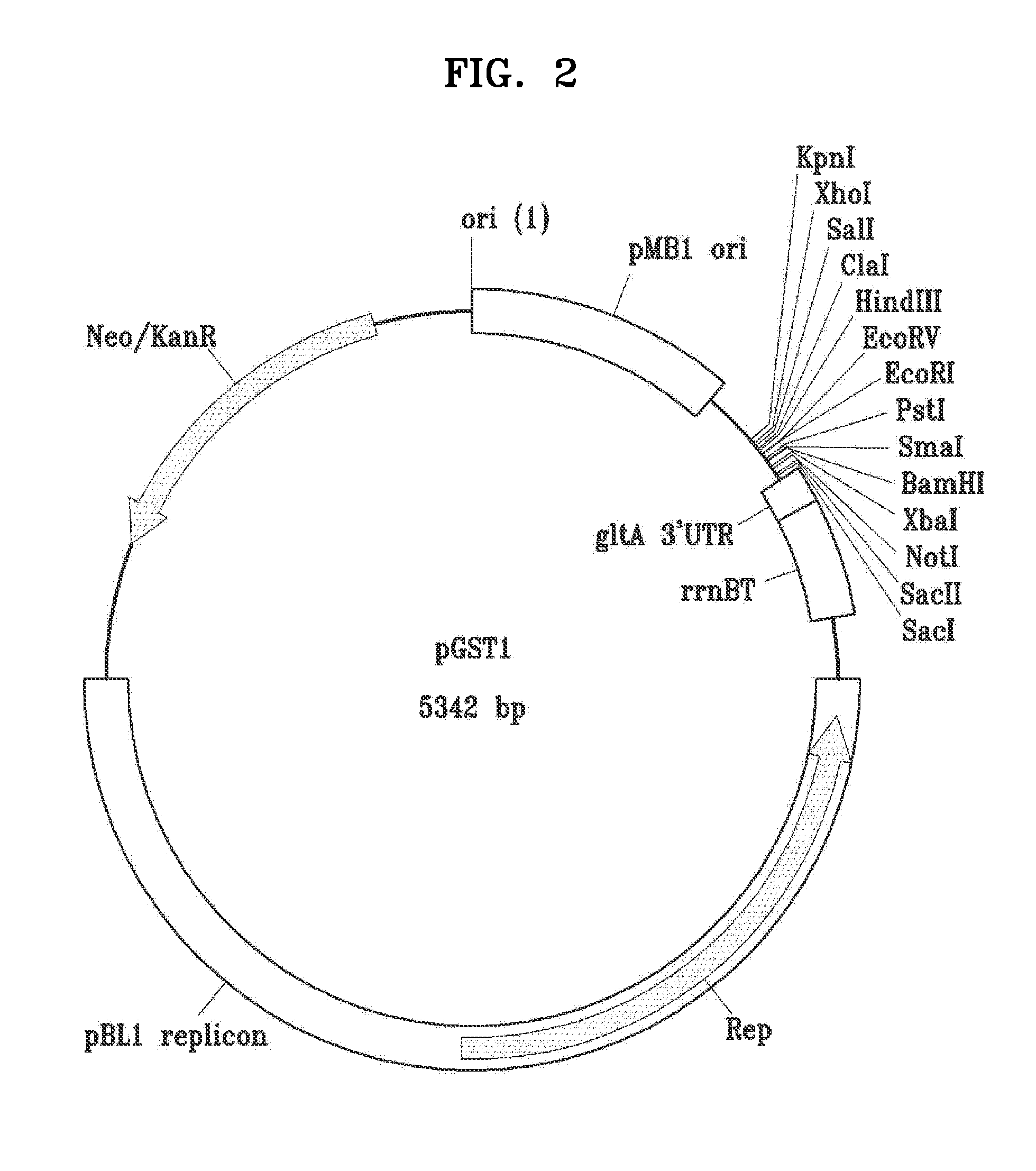 Genetically engineered bacterial cell and method of producing succinic acid using the same