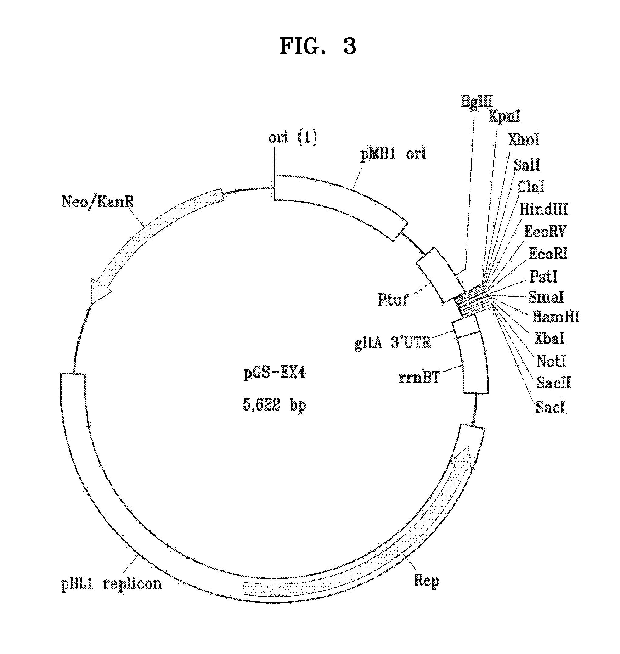 Genetically engineered bacterial cell and method of producing succinic acid using the same