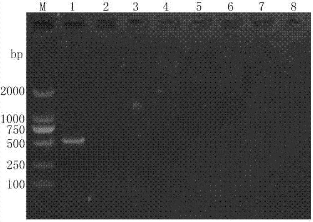 CyHV-2 (cyprinid herpesvirus 2) specificity PCR (polymerase chain reaction) detection kit and detection method