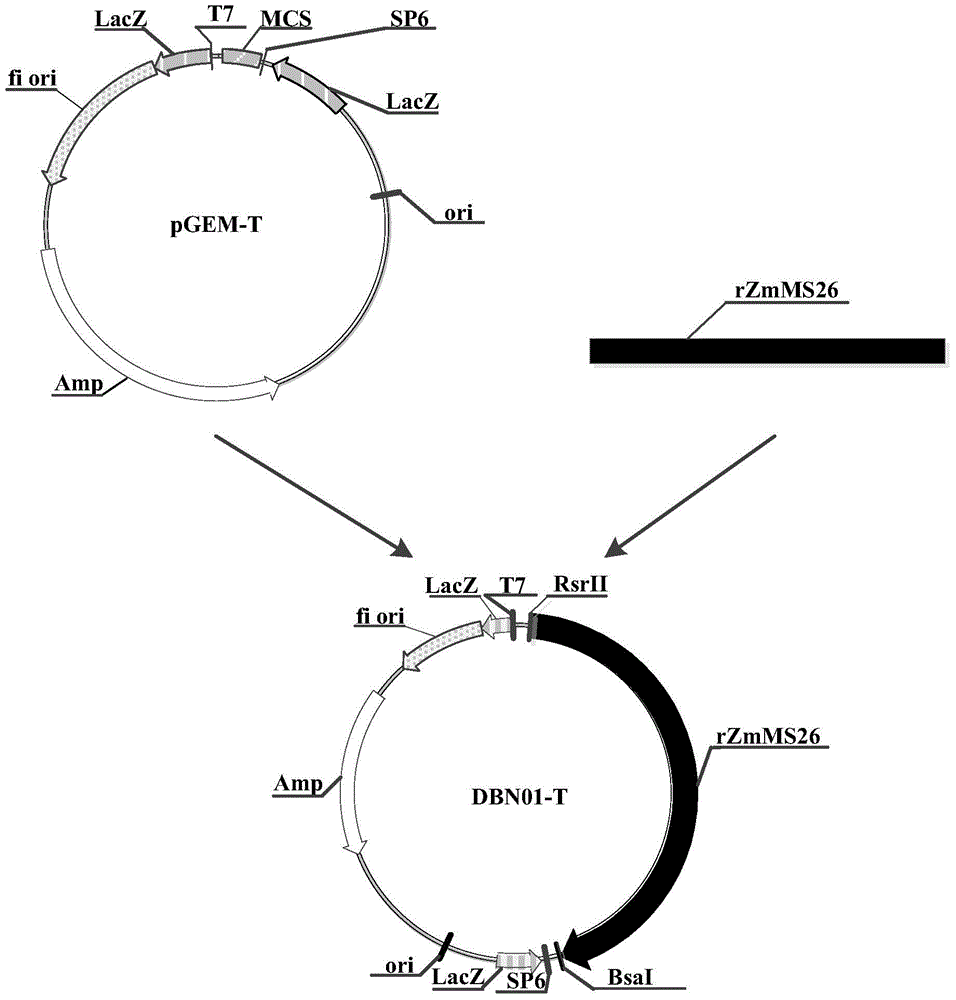 Nucleotide sequences mediating male fertility in plants and methods of using same