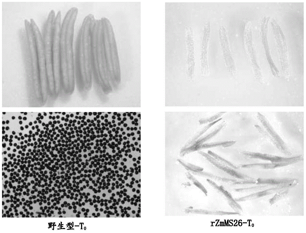 Nucleotide sequences mediating male fertility in plants and methods of using same