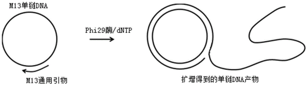 Method for measuring activity of Phi29 DNA polymerase and rolling circle sequencing method