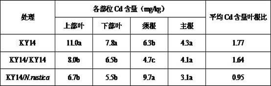 Method for lowering Cd content in tobacco leaves by utilizing grafting technology